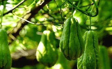 什么瓜的茎可以吃