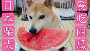 柴犬吃瓜动画,萌宠欢乐日常
