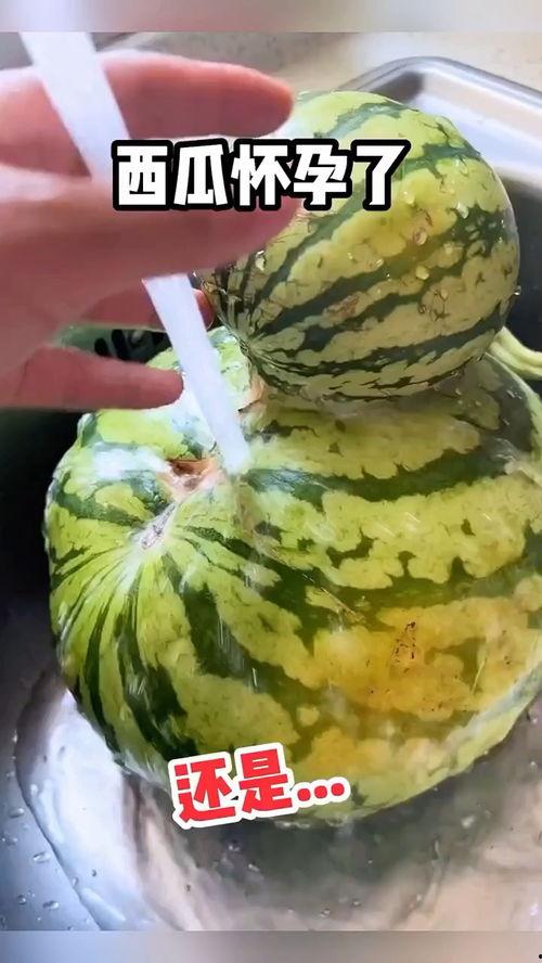 瓜田吃瓜搞笑视频,搞笑视频带你领略欢乐时光